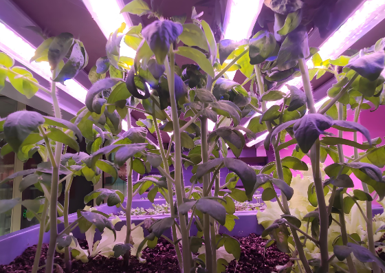 植物生长灯管效果�?png