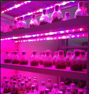 6植物生长灯管.png