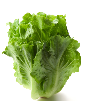 生菜.png